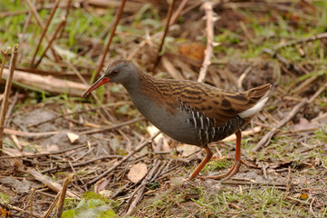 Water Rail - Rallus aquaticus