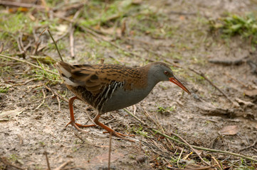 Water Rail - Rallus aquaticus