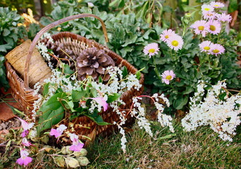 panier ,cueillette de fleurs sauvages ,en campagne