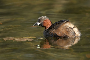 Little Grebe - Tachybaptus ruficollis