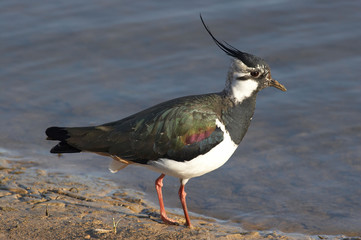 Lapwing - Vanellus vanellus