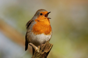 Robin - Erithacus rubecula