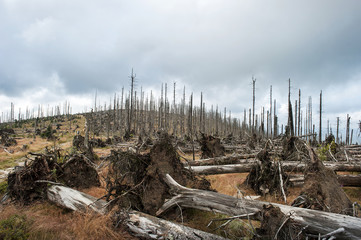 Waldsterben