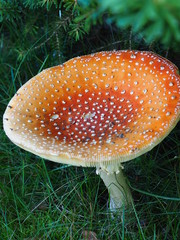 Fliegenpilz