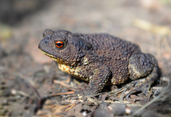 toad