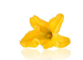 Single Pumpkin Flower