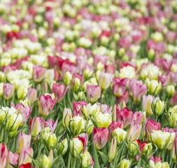 Deurstickers Tulp tulips field