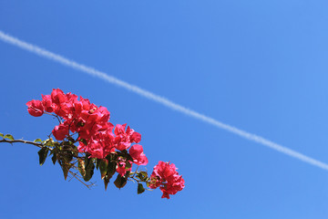 flores con fondo cielo