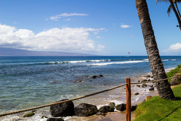 Fototapeta na wymiar Palm on the beach, Hawaii