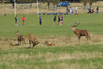 Red Deer, Deer, Cervus elaphus