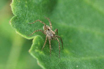 Spinne