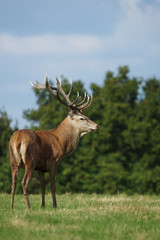 Red Deer, Deer, Cervus elaphus