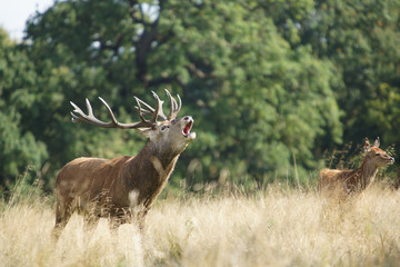 Red Deer, Deer, Cervus elaphus