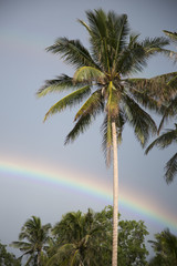 Fototapeta na wymiar Cloudy sky and rainbow over a palm tree