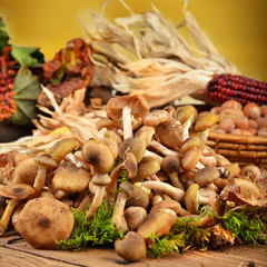 funghi chiodini atmosfera autunnale