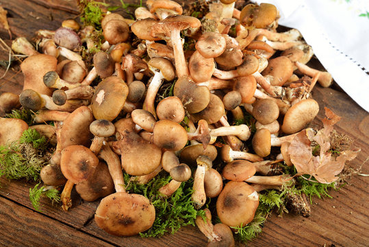 funghi chiodini su vecchio tavolo