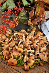 funghi chiodini verticale