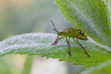 Nezara Viridula