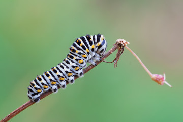 Papilio machaon caterpillar