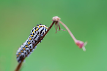 Papilio machaon caterpillar