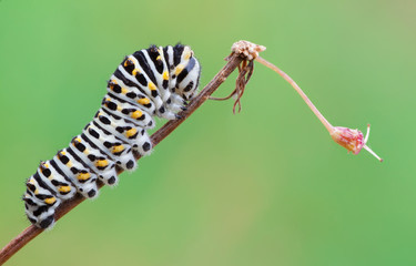 Papilio machaon caterpillar