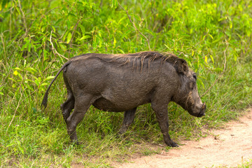 Warthog in the Wilderness