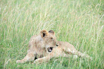 lion
