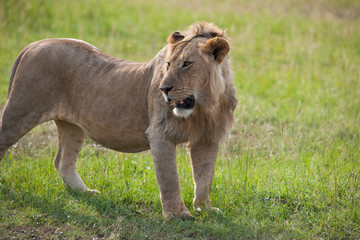 lion