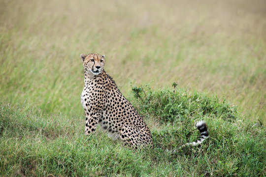 Fototapeta cheetah