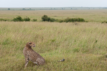 cheetah