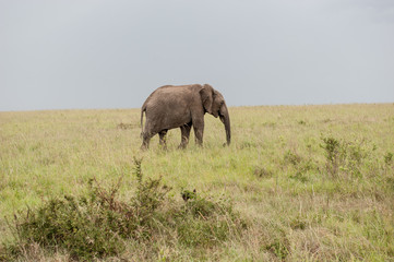 Fototapeta premium elephant