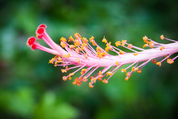 hibiscus