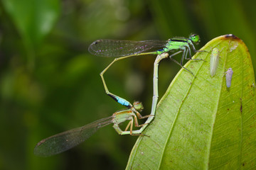Dragonflies mating