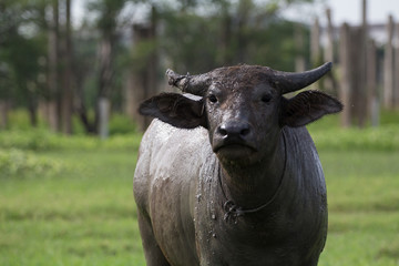 Water Buffalo