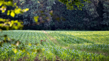 Deer foraging on the crop in an agricultural field