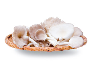 oyster mushrooms in weave basket wood.