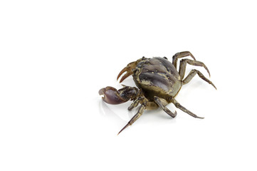 freshwater crab isolated on a white background