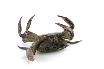 freshwater crab isolated on a white background