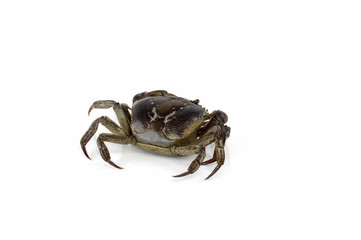 freshwater crab isolated on a white background