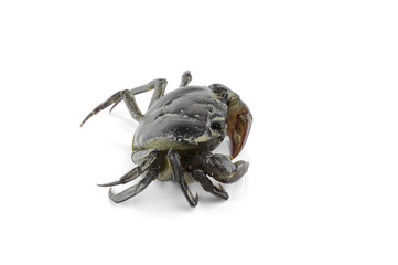 freshwater crab isolated on a white background