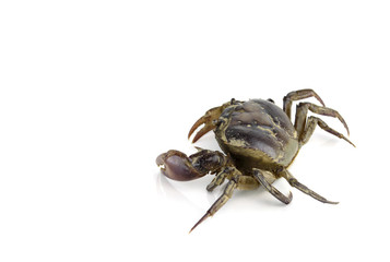 freshwater crab isolated on a white background