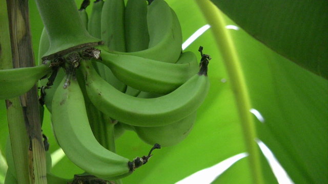 A bunch of green bananas on a tree