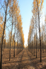 Aspens in Fall