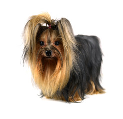 Dog yorkshire terrier isolated on white