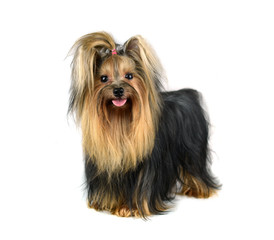 Dog yorkshire terrier isolated on white