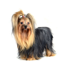 Dog yorkshire terrier isolated on white