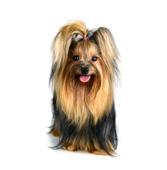 Dog yorkshire terrier isolated on white
