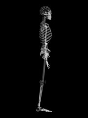 human skeleton isolated on black background,3d wire frame
