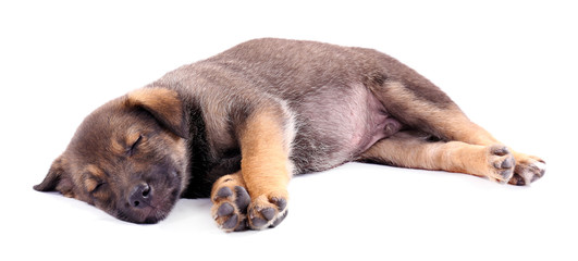 Obraz premium Sleeping puppy isolated on white