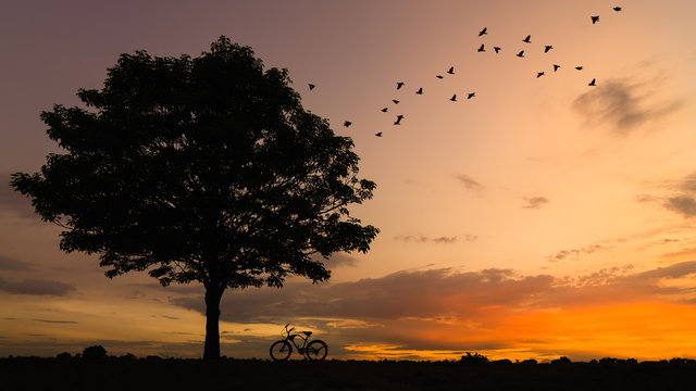 Silhouette tree and bike
